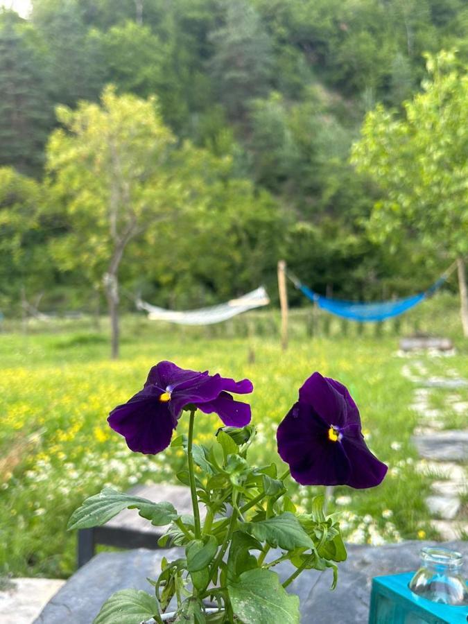 Woodstar/ტყის ვარსკვლავი Holiday home *
