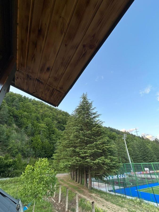 Woodstar/ტყის ვარსკვლავი Ambrolauri